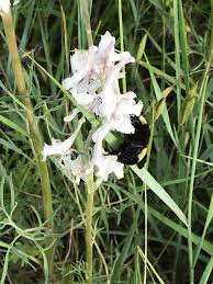 Image result for Vernonia amblyolepis