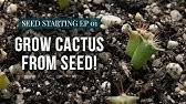 San pedro mastery2 year ago. Growing Cacti From Seed Expert Tips For The Hobbyist Youtube