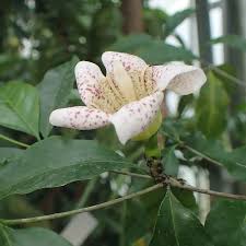 Image result for Rotheca aurantiaca