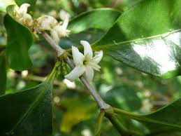 Image result for Coffea mufindiensis