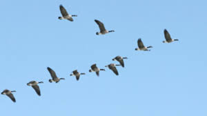 Why Do Birds Fly South For The Winter Biology Why Do Birds Fly South For The Winter Mental Floss