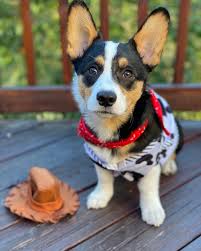 Maybe you would like to learn more about one of these? Cardigan Welsh Corgi Puppies For Family Corgie For Sale Facebook