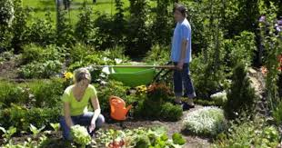Grundungung Pflanzen Kur Fur Den Boden Mein Schoner Garten Pflanzen Grun Gartenboden