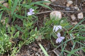 Image result for Barleria rigida