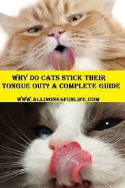 Why Do Cats Stick Their Tongue Out A Complete Guide Cats Cat S Animals