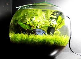 1g Betta Bowl Build Page 4 Betta Fish Care Betta Fish Fish Care
