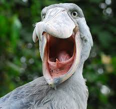 Creepy Bird With Big Mouth Bird Mouths Are Terrifying Shoebill Shoebill Stork Shoebill Bird