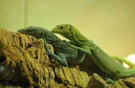 At the bottom, a cheap solution could be a mix of forest soil, peat and gravel. Adw Varanus Prasinus Information