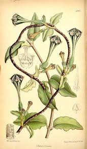 Image result for Ceropegia monteiroae