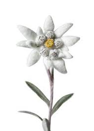 Edelweiss Edelweiss Flower Alpine Flowers Edelweiss Tattoo