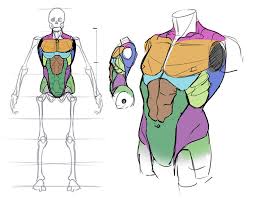 Even if you can't blow air and see the chest inflates, it's still great for training purpose. How To Draw The Torso Front View In 2021 Comic Drawing Human Anatomy Drawing Anatomy Drawing
