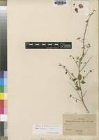 Image result for Tinnea galpinii