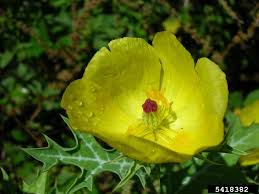 Image result for Argemone mexicana