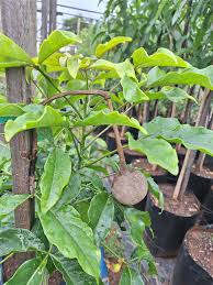 Image result for Cladostemon kirkii