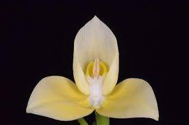 Image result for Disa robusta