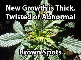 Marijuana Nutrient Problems Symptoms By Picture Grow