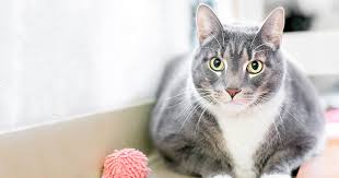 Your cat is losing weight in an unhealthy way, or not getting enough nutrition from the cat food. Medical Causes For Weight Gain In Cats Diamond Pet Foods