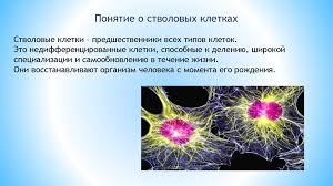 Ponyatie O Stvolovyh Kletkah Prezentaciya Onlajn