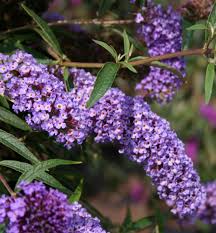 Image result for Komule empire blue