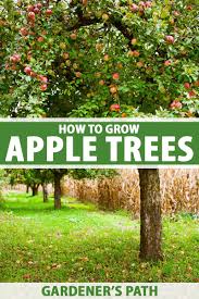 Check spelling or type a new query. How To Grow And Care For Apple Trees Gardener S Path
