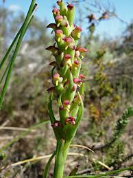 Image result for Disa aconitoides