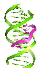 Последние твиты от dna (@dna). Triple Stranded Dna Wikipedia