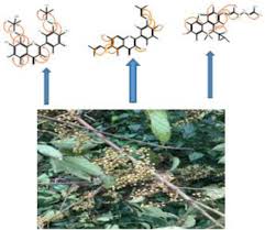 Image result for Macaranga monandra