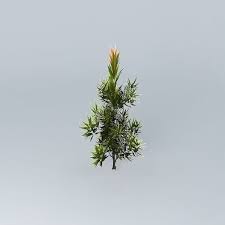 Saw Banksia Banksia Serrata 2 3d Model Trees To Plant 3d Model Garden Projects