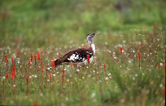 Kitulo National Park