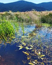 Image result for Potamogeton schweinfurthii