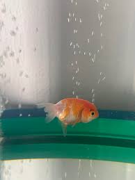 Can you tell the difference between the taste of bottled water and tap water? Just Got My First Ranchu Can Anyone Help To Identify His Her Gender Goldfish