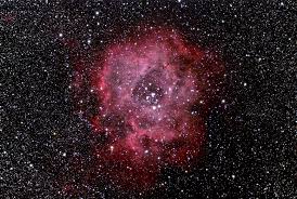 Image result for Searsia nebulosa