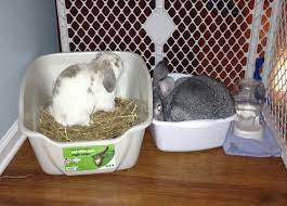 Bonding Male Mini Lop To Male Flemish Bonded Binkybunny
