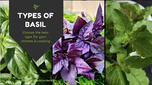 Plant with small purple flowers used as a culinary herb. 15 Types Of Basil To Add A Little Variety In Your Herb Garden