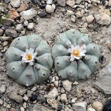 It is known more than for its flowers, for its psychoactive alkaloids, among which is mescaline, in concentrations. Transforming Psychedelics Into Mainstream Medicines Stat