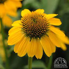 Plant Profile For Echinacea Hybrida Sombrero Lemon Yellow Hybrid Coneflower Perennial Echinacea Plants Lemon Yellow
