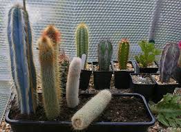 Check spelling or type a new query. Cacti Propagation Coach House Cacti