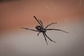 Hd Wallpaper Black Widow Spider In Closeup Photography Web Arachnid Poisonous Wallpaper Flare