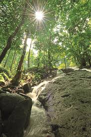 Fancy spending a night camping in the wood? What You Should Know About Malaysia S Forest Reserve Frim Expatgo