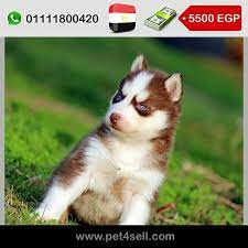 egypt cairo pure siberian husky puppies for sale vaccinated and dewormed and got their first dry f husky puppies for sale siberian husky puppies husky puppy
