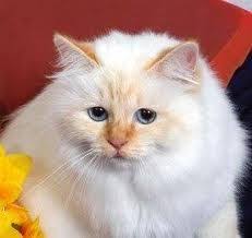 Birman Blue Point Kittens For Sale Red Point Birman Cat Pretty Cats Beautiful Cats Cats And Kittens
