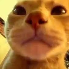 Pin On Catsluvus Text Gift To 82149 For A Free Night