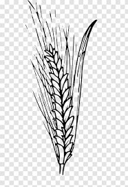 Drawing Of Family Wheat Food Grain Twig Transparent Png 21,160 barley clip art images on gograph. drawing of family wheat food grain