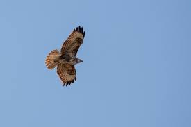 De wetenschappelijke naam van de soort werd als falco buteo in 1758 gepubliceerd door carl linnaeus. Buizerd Geluid Zang Beluisteren