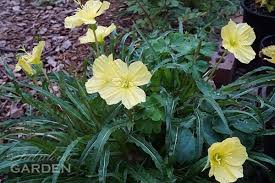 It can grow to 4 feet. Plant Profile Night Blooming Primrose The Fabulous Garden