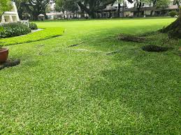 Jenis rumput ini sering dipilih oleh desainer interior karena ukurannya yang pas untuk berbagai desain taman rumah, terutama di halaman rumah minimalis yang berukuran kecil. Jual Rumput Gajah Mini Murah Tukang Taman