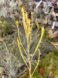 Image result for Oberonia disticha