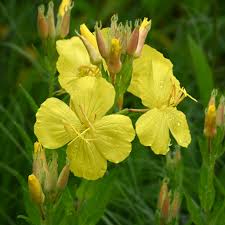 Image result for Oenothera indecora