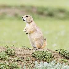 This ground squirrel resembles a miniature prairie dog. Fun Facts Gopher Or Squirrel Edmonton Area Land Trust