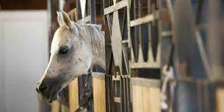 Researchers Study The Genetics Of Heaves The Horse